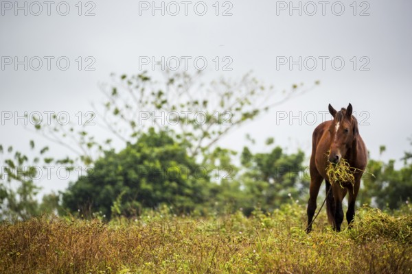 Grazing horse in the Vinalestal, Cuba, Pinar del Río, Cuba, Pinar del Río
