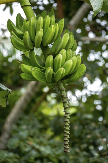 Banana panicle on a banana tree, Viñales, Cuba, Pinar del Río, Cuba, Viñales, Pinar del Río