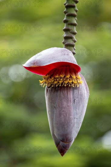 Blossom of a banana (Musa paradisiaca), opened banana blossom, Viñales, Cuba, Pinar del Río, Cuba, Viñales, Pinar del Río