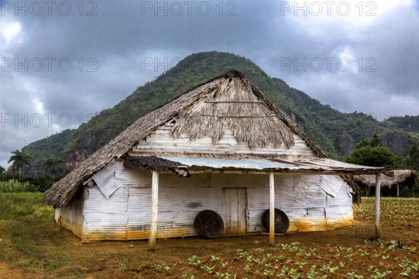 Drying barn for tobacco leaves in the Vinales Valley with hills, Viñales, Cuba, Pinar del Río, Cuba, Viñales, Pinar del Río