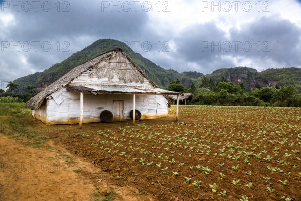 Drying barn for tobacco leaves in the Vinales Valley with hills, Viñales, Cuba, Pinar del Río, Cuba, Viñales, Pinar del Río