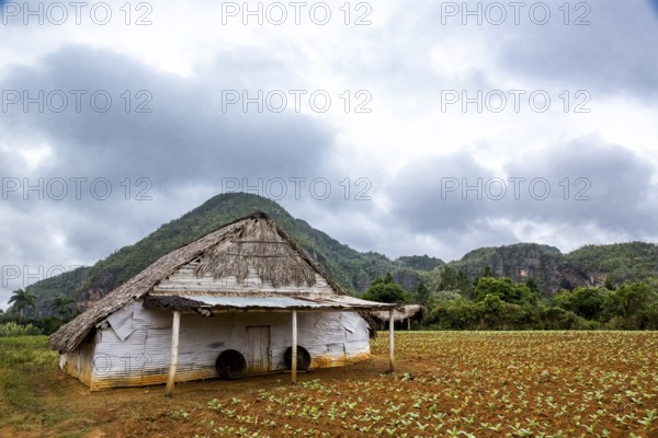 Drying barn for tobacco leaves in the Vinales Valley with hills, Viñales, Cuba, Pinar del Río, Cuba, Viñales, Pinar del Río