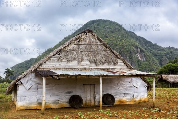 Drying barn for tobacco leaves in the Vinales Valley with hills, Viñales, Cuba, Pinar del Río, Cuba, Viñales, Pinar del Río