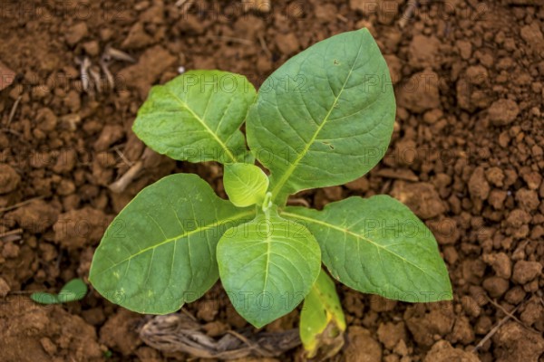 Tobacco (Nicotiana), Tobacco plants, Viñales, Cuba, Pinar del Río, Cuba, Viñales, Pinar del Río