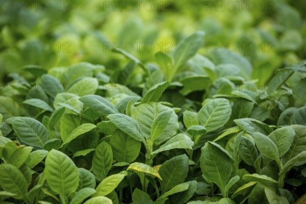 Tobacco (Nicotiana), planting bed for tobacco plants, cultivation of tobacco plants, Cuba, Pinar del Río, Cuba, Pinar del Río