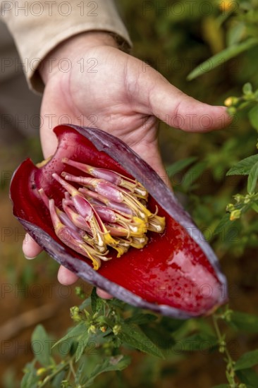 Blossom of a banana (Musa paradisiaca), opened banana blossom, Viñales, Cuba, Pinar del Río, Cuba, Viñales, Pinar del Río