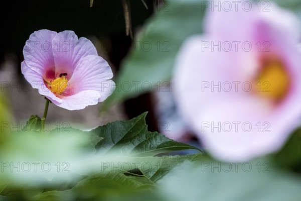 Hibiscus (Hibiscus), Cuba, Pinar del Río, Cuba, Central America, Viñales, Pinar del Río