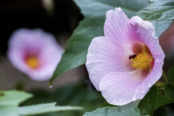 Hibiscus (Hibiscus), Cuba, Pinar del Río, Cuba, Central America, Viñales, Pinar del Río