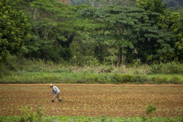 Tobacco (Nicotiana), Baür works his tobacco field in the Vinales Valley, Cuba, Pinar del Río, Cuba, Pinar del Río