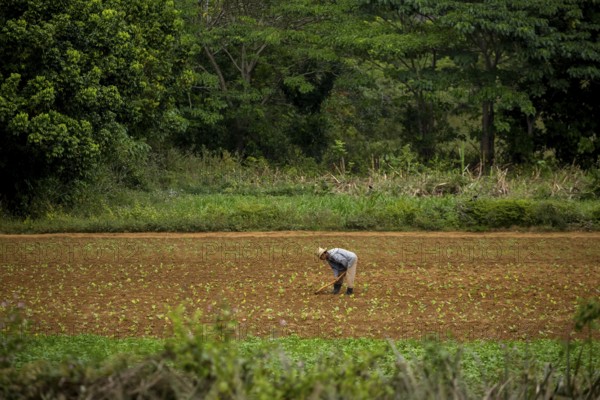 Tobacco (Nicotiana), Baür works his tobacco field in the Vinales Valley, Cuba, Pinar del Río, Cuba, Pinar del Río