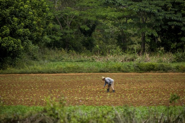 Tobacco (Nicotiana), Baür works his tobacco field in the Vinales Valley, Cuba, Pinar del Río, Cuba, Pinar del Río