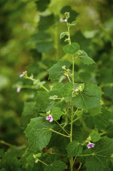 Mallow with flowers (Malva), Cuba, Pinar del Río, Cuba, Pinar del Río