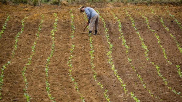 Tobacco (Nicotiana), Baür works his tobacco field in the Vinales Valley, Cuba, Pinar del Río, Cuba, Pinar del Río