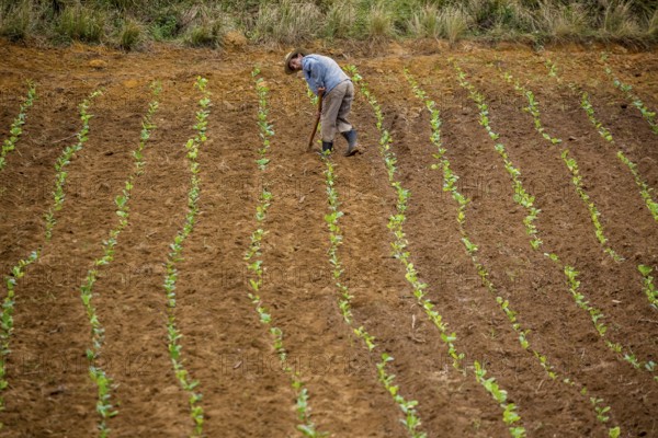 Tobacco (Nicotiana), Baür works his tobacco field in the Vinales Valley, Cuba, Pinar del Río, Cuba, Pinar del Río