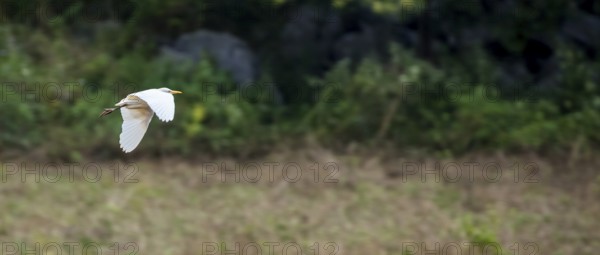 Cattle egret in flight, Cuba, Pinar del Río, Cuba, Pinar del Río