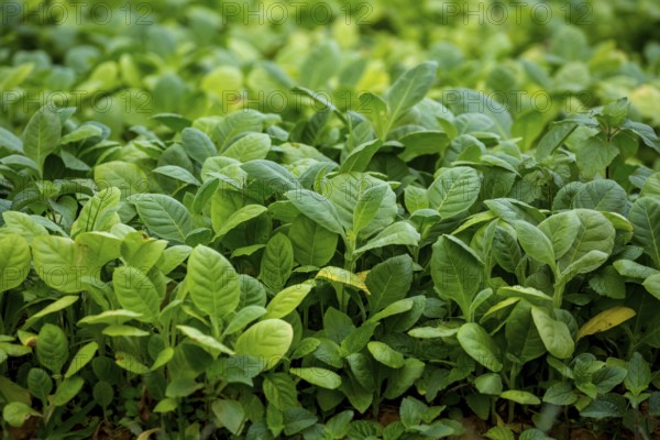 Tobacco (Nicotiana), planting bed for tobacco plants, cultivation of tobacco plants, Cuba, Pinar del Río, Cuba, Pinar del Río