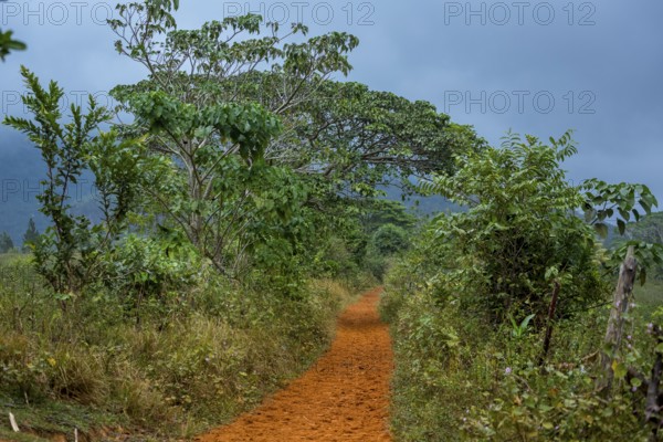 Field path through the Vinale Valley with red earth, Red earth, Path, Clay path, Cuba, Pinar del Río, Cuba, Pinar del Río