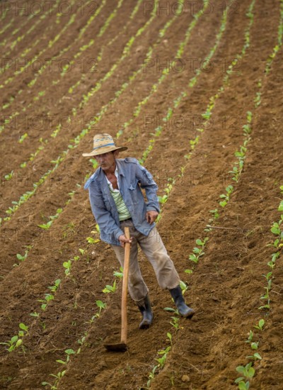 Tobacco (Nicotiana), Baür works his tobacco field in the Vinales Valley, Cuba, Pinar del Río, Cuba, Pinar del Río