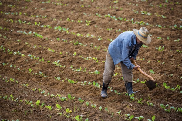 Tobacco (Nicotiana), Baür works his tobacco field in the Vinales Valley, Cuba, Pinar del Río, Cuba, Pinar del Río