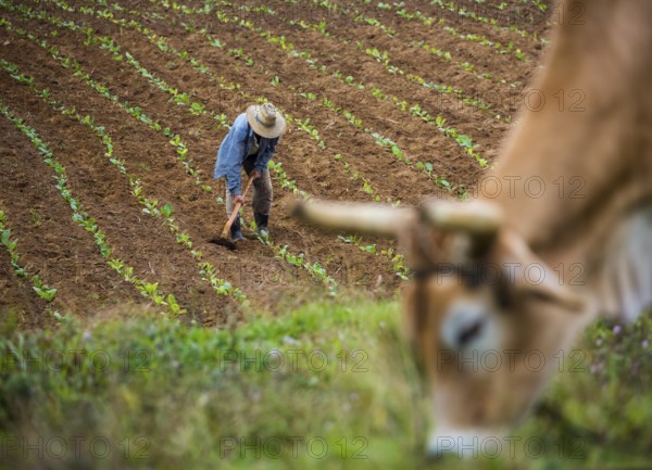 Tobacco (Nicotiana), Baür works his tobacco field in the Vinales Valley, Cuba, Pinar del Río, Cuba, Pinar del Río