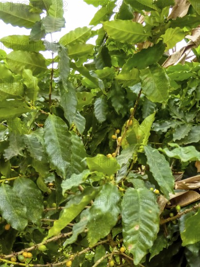 Banana leaves, Viñales, Cuba, Pinar del Río, Cuba