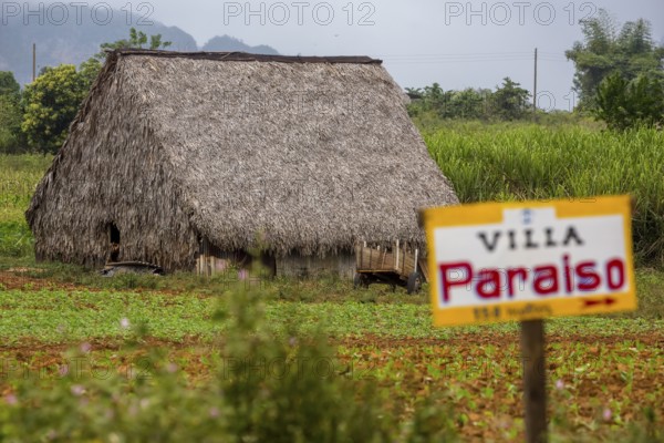 Barn covered with leaves for drying tobacco leaves, Viñales, Cuba, Pinar del Río, Cuba, Viñales, Pinar del Río