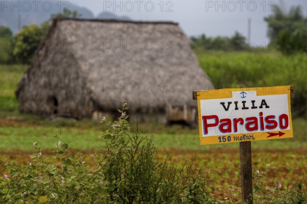 Barn covered with leaves for drying tobacco leaves, Viñales, Cuba, Pinar del Río, Cuba, Viñales, Pinar del Río