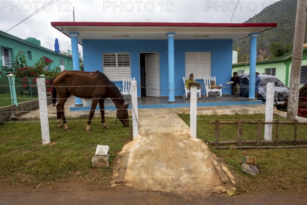 Private house with a horse in the front garden, Viñales, Cuba, Pinar del Río, Cuba, Viñales, Pinar del Río