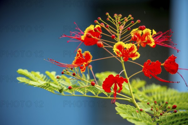 Red and yellow flowering plant in a Cuban ornamental garden in the Vinales Valley Viñales, Cuba, Pinar del Río, Cuba, Viñales, Pinar del Río