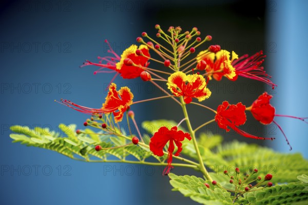 Red and yellow flowering plant in a Cuban ornamental garden in the Vinales Valley Viñales, Cuba, Pinar del Río, Cuba, Viñales, Pinar del Río