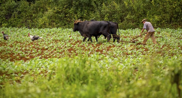 Baür flügt mit zwei Bullen eeinen Tabakacker, Tobacco field, Agriculture, Tobacco (Nicotiana), Viñales, Cuba, Pinar del Río, Cuba, Viñales, Pinar del Río