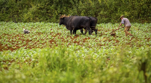 Baür flügt mit zwei Bullen eeinen Tabakacker, Tobacco field, Agriculture, Tobacco (Nicotiana), Viñales, Cuba, Pinar del Río, Cuba, Viñales, Pinar del Río