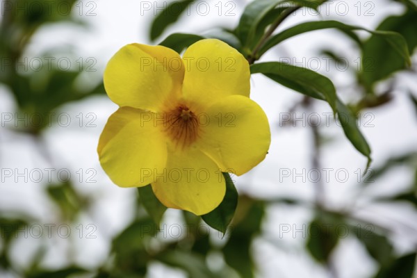Golden trumpet (Allamanda cathartica), Viñales, Cuba, Pinar del Río, Cuba, Viñales, Pinar del Río