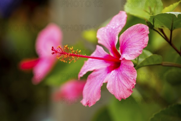 Pink Hibiscus (Hibiscus clayi), Hibiscus, Hibiscus flower, Viñales, Cuba, Pinar del Río, Cuba, Viñales, Pinar del Río