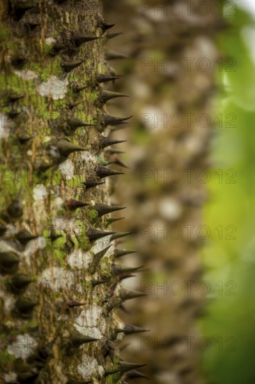 Florett silk tree (Ceiba speciosa) with travel guide, Viñales, Cuba, Pinar del Río, Cuba, Viñales, Pinar del Río