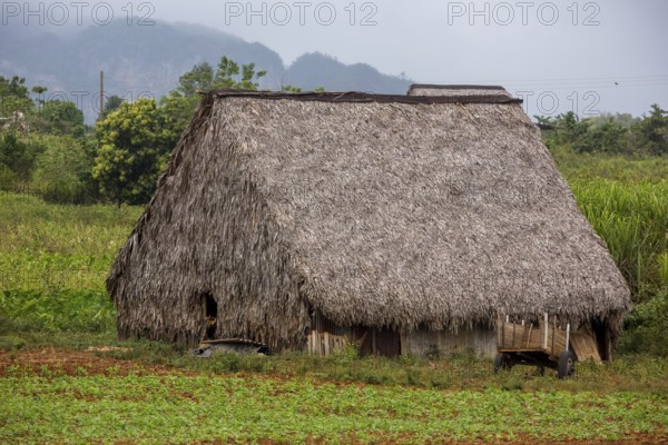 Barn covered with leaves for drying tobacco leaves, Viñales, Cuba, Pinar del Río, Cuba, Viñales, Pinar del Río