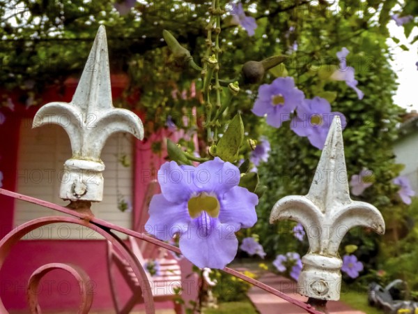 Orchid labiate, growing on a wrought iron fence in the Vinales Valley, Viñales, Cuba, Pinar del Río, Cuba