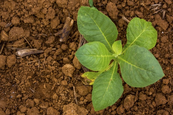 Tobacco (Nicotiana), Tobacco plants, Viñales, Cuba, Pinar del Río, Cuba, Viñales, Pinar del Río