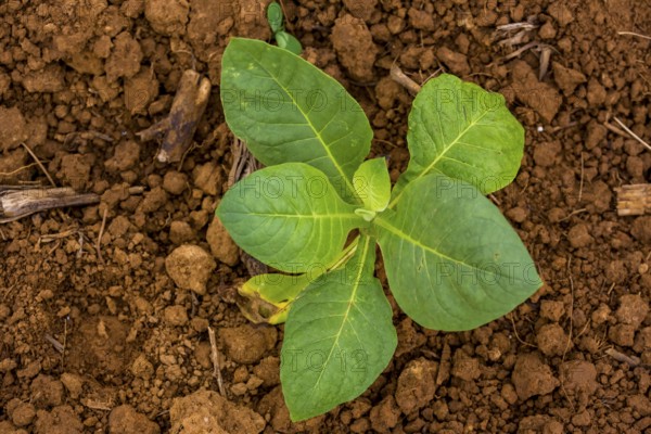 Tobacco (Nicotiana), Tobacco plants, Viñales, Cuba, Pinar del Río, Cuba, Viñales, Pinar del Río