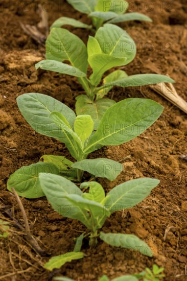 Tobacco (Nicotiana), Tobacco plants, Viñales, Cuba, Pinar del Río, Cuba, Viñales, Pinar del Río