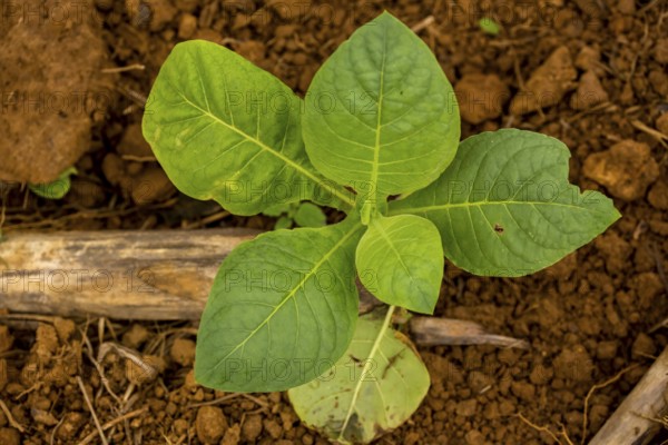 Tobacco (Nicotiana), Tobacco plants, Viñales, Cuba, Pinar del Río, Cuba, Viñales, Pinar del Río