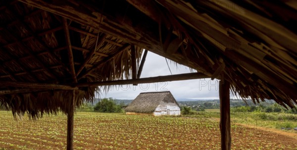 Leaf-covered shelter near a drying barn for tobacco plants, Viñales, Cuba, Pinar del Río, Cuba, Viñales, Pinar del Río