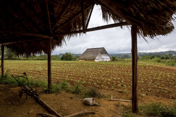 Leaf-covered shelter near a drying barn for tobacco plants, Viñales, Cuba, Pinar del Río, Cuba, Viñales, Pinar del Río