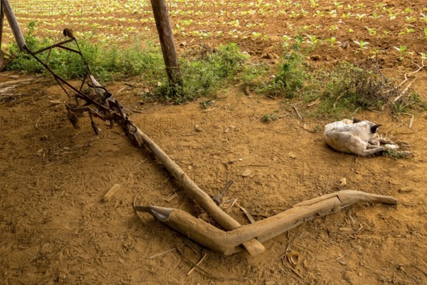 Leaf-covered shelter near a drying barn for tobacco plants, Viñales, Cuba, Pinar del Río, Cuba, Viñales, Pinar del Río