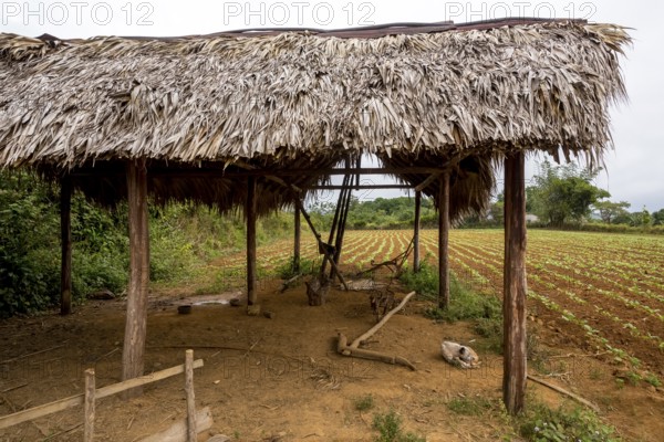 Leaf-covered shelter near a drying barn for tobacco plants, Viñales, Cuba, Pinar del Río, Cuba, Viñales, Pinar del Río