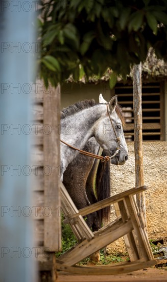 Tied horse on a terrace with rocking chair, Viñales, Cuba, Pinar del Río, Cuba, Viñales, Pinar del Río