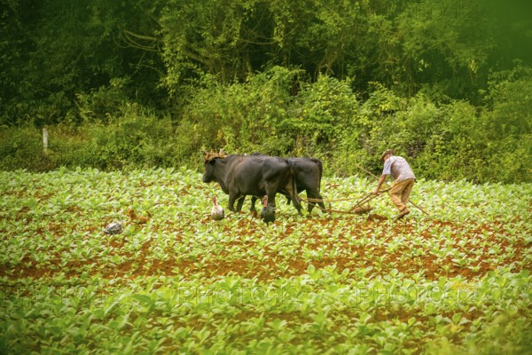 Baür flügt mit zwei Bullen eeinen Tabakacker, Tobacco field, Agriculture, Tobacco (Nicotiana), Viñales, Cuba, Pinar del Río, Cuba, Viñales, Pinar del Río