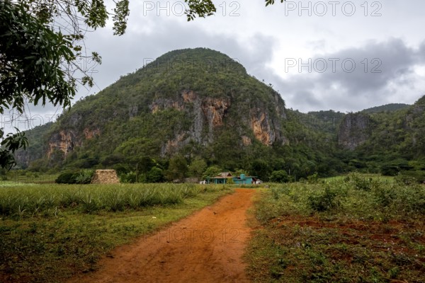 Red earth, finca, farmhouse below the overgrown hills in the Vinales Valley, Viñales, Cuba, Pinar del Río, Cuba, Viñales, Pinar del Río