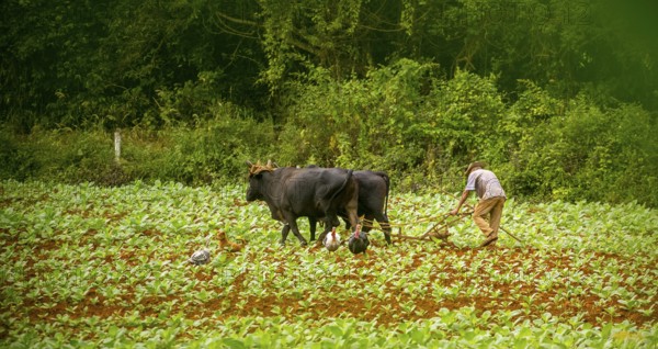 Baür flügt mit zwei Bullen eeinen Tabakacker, Tobacco field, Agriculture, Tobacco (Nicotiana), Viñales, Cuba, Pinar del Río, Cuba, Viñales, Pinar del Río