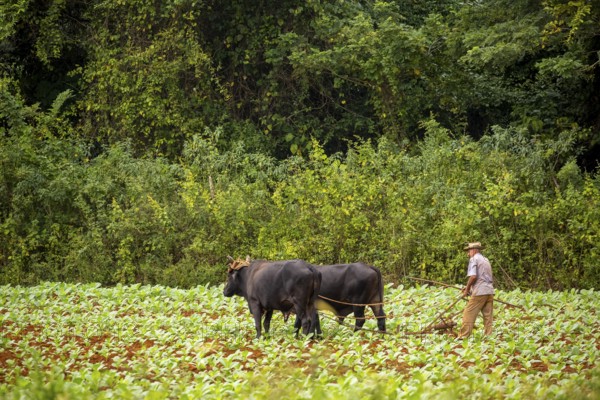 Baür flügt mit zwei Bullen eeinen Tabakacker, Tobacco field, Agriculture, Tobacco (Nicotiana), Viñales, Cuba, Pinar del Río, Cuba, Viñales, Pinar del Río
